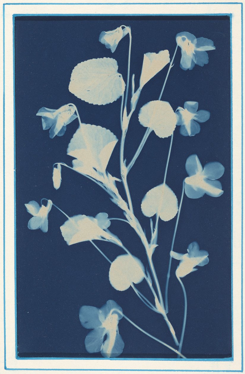 Cím nélkül,c. 1900 (fotó) alkotó: Bertha Jaques