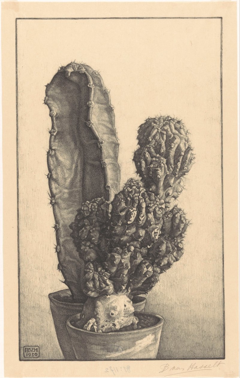 Caktussen (eredeti cím) alkotó: Bertha van Hasselt (signed by artist)
