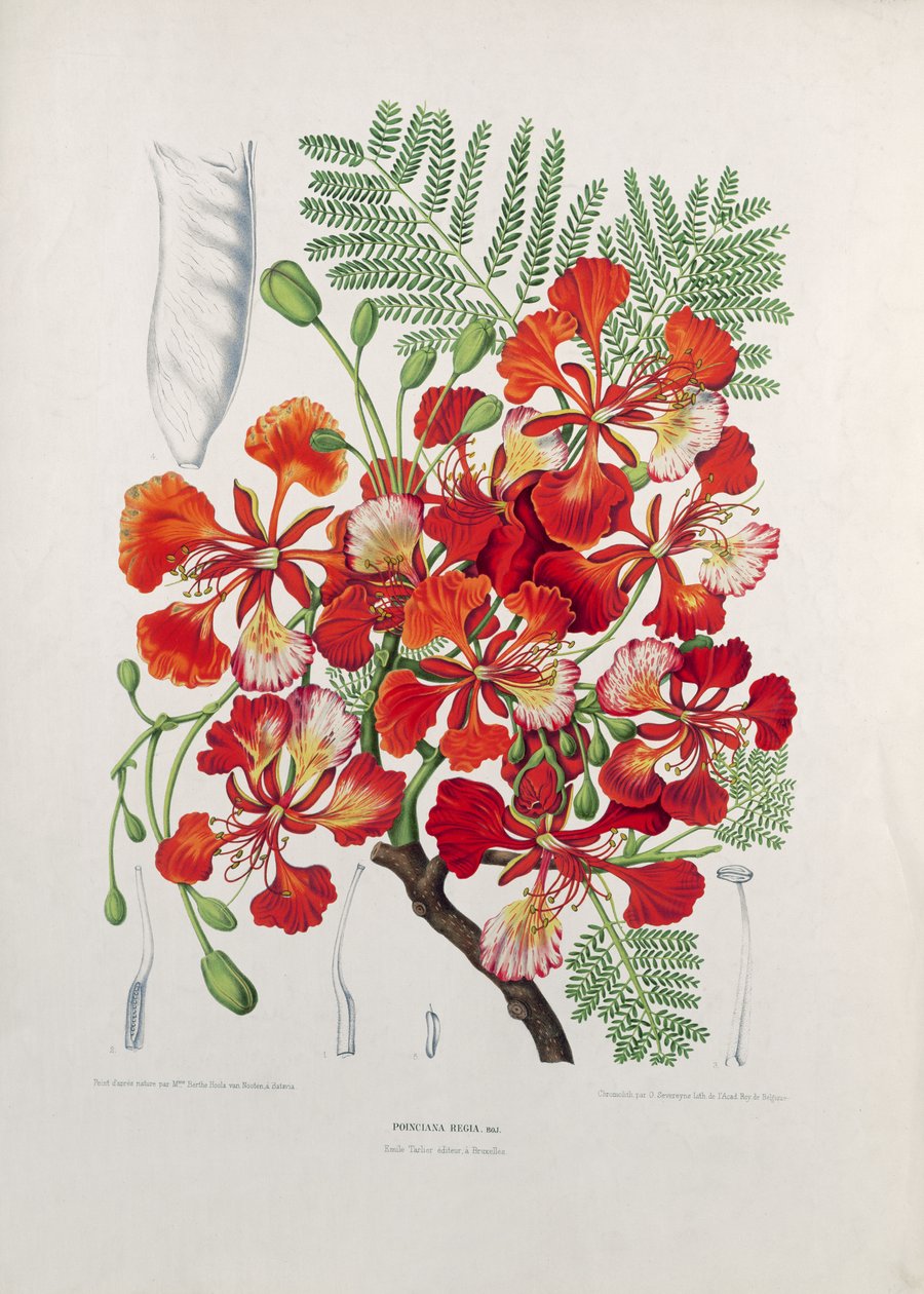 Poinciana Regia, illusztráció a Jáva-sziget flórájának és pomonájának válogatott virágaiból, gyümölcseiből és lombjaiból, metszett G. Severeyns, 1885 (színes kromolitográfia) alkotó: Berthe Hoola van Nooten