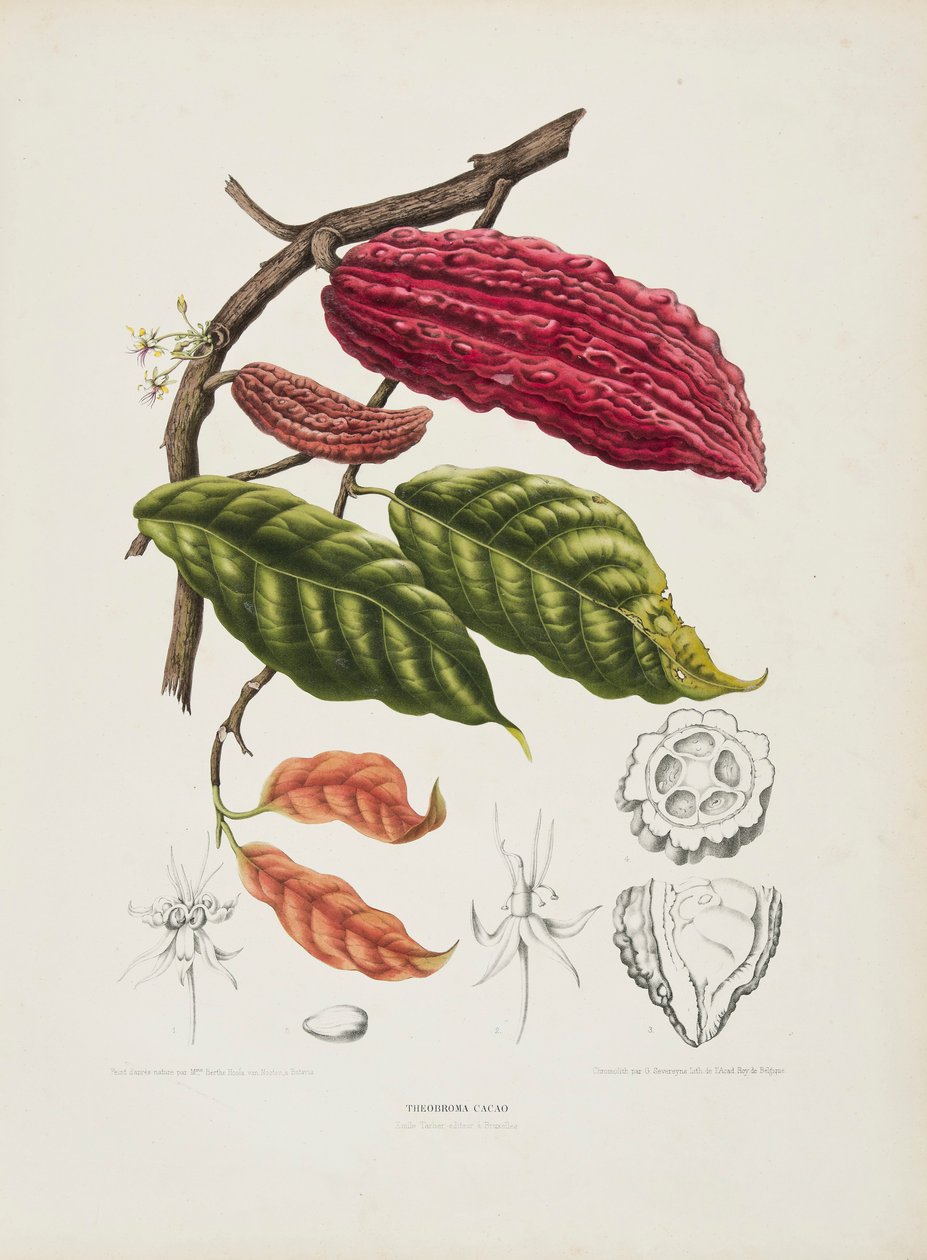 Theobroma, kakaófa, 1840-1890. alkotó: Berthe Hoola van Nooten