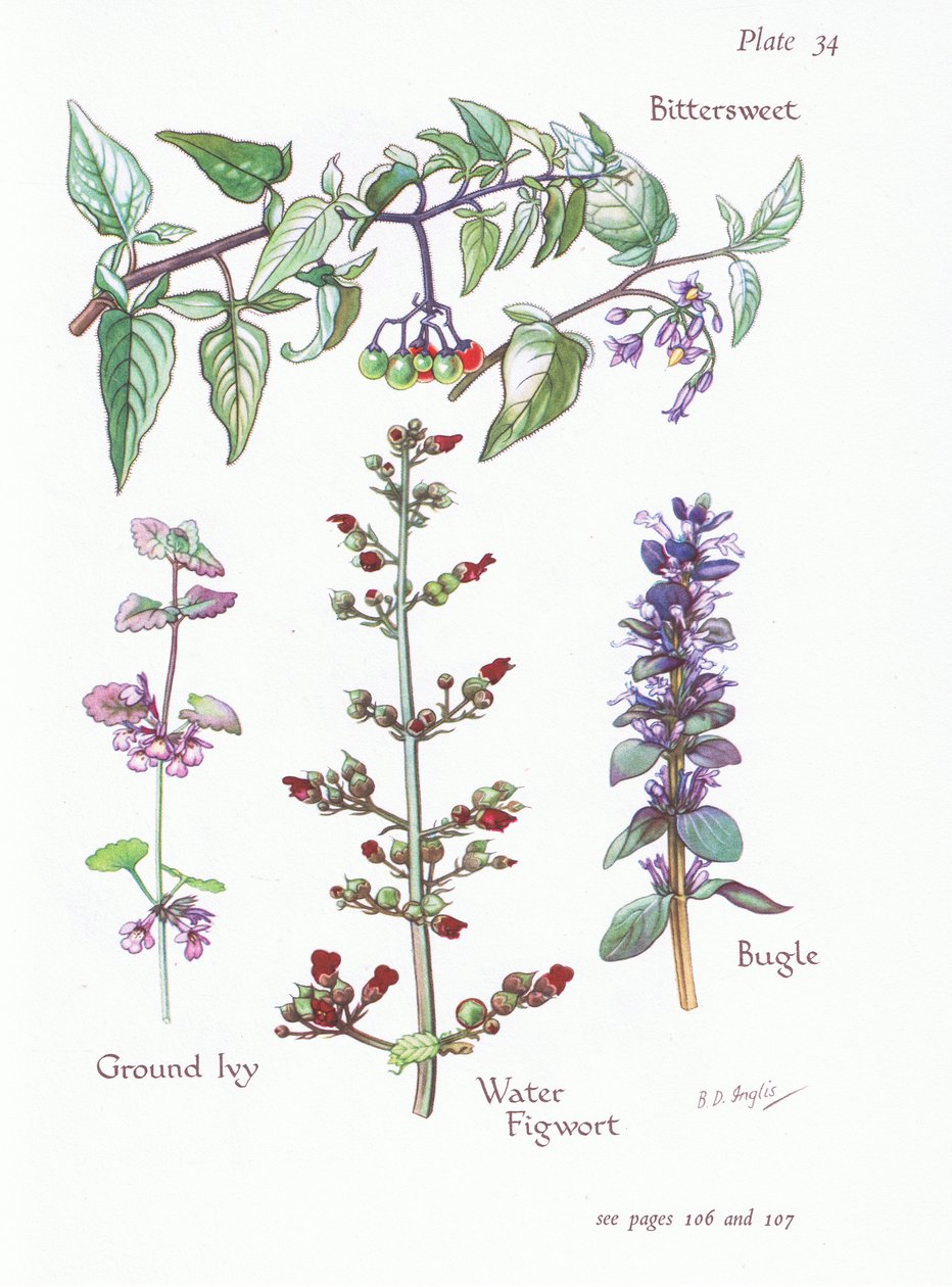 Bittersweet, földi borostyán, bugle, vízi fügefű, 1951 alkotó: Bessie D. Inglis