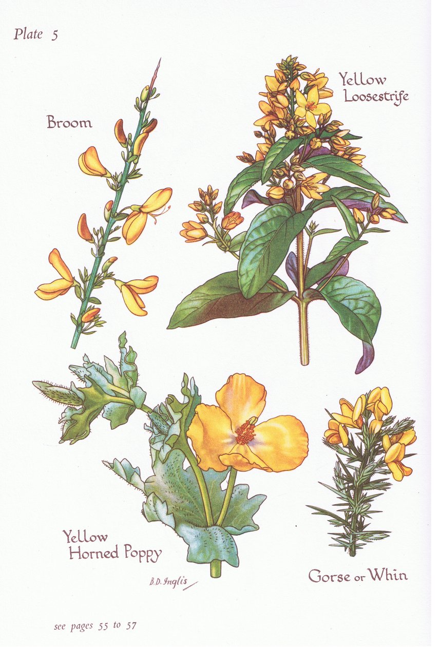 Broom, Gorse, Whin or Furze, Yellow Loosestrife, Yellow Horned Poppy, 1951 alkotó: Bessie D. Inglis
