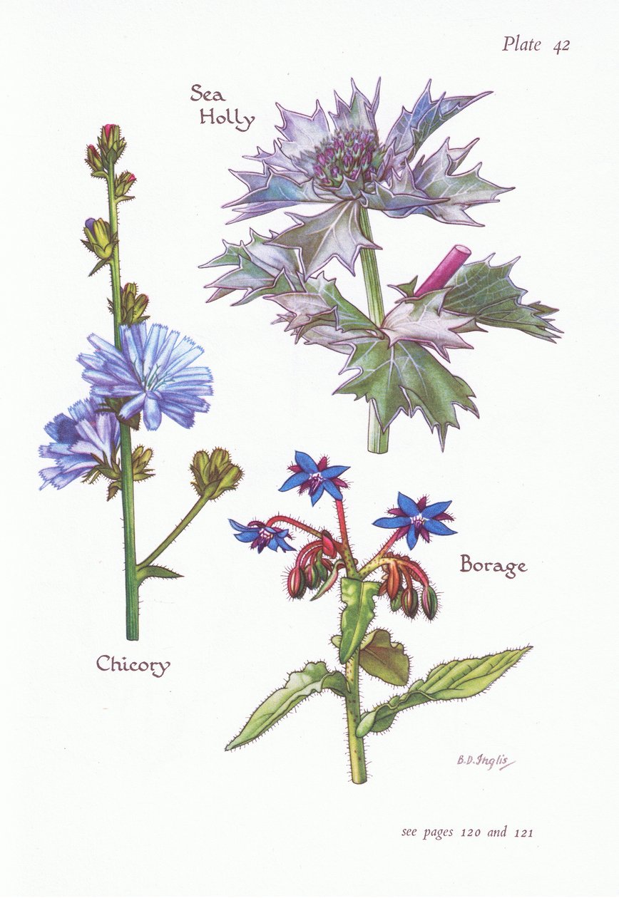 Cikória vagy cukorka, Sea Holly, Borage, 1951 alkotó: Bessie D. Inglis