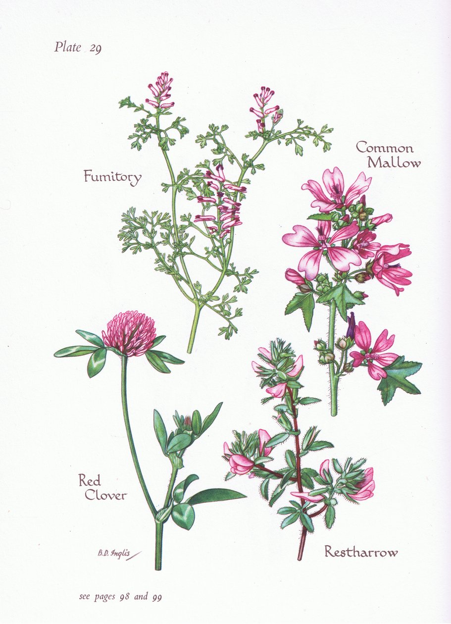 Közönséges mályva, Restharrow, Fumitory, vörös lóhere, 1951 alkotó: Bessie D. Inglis