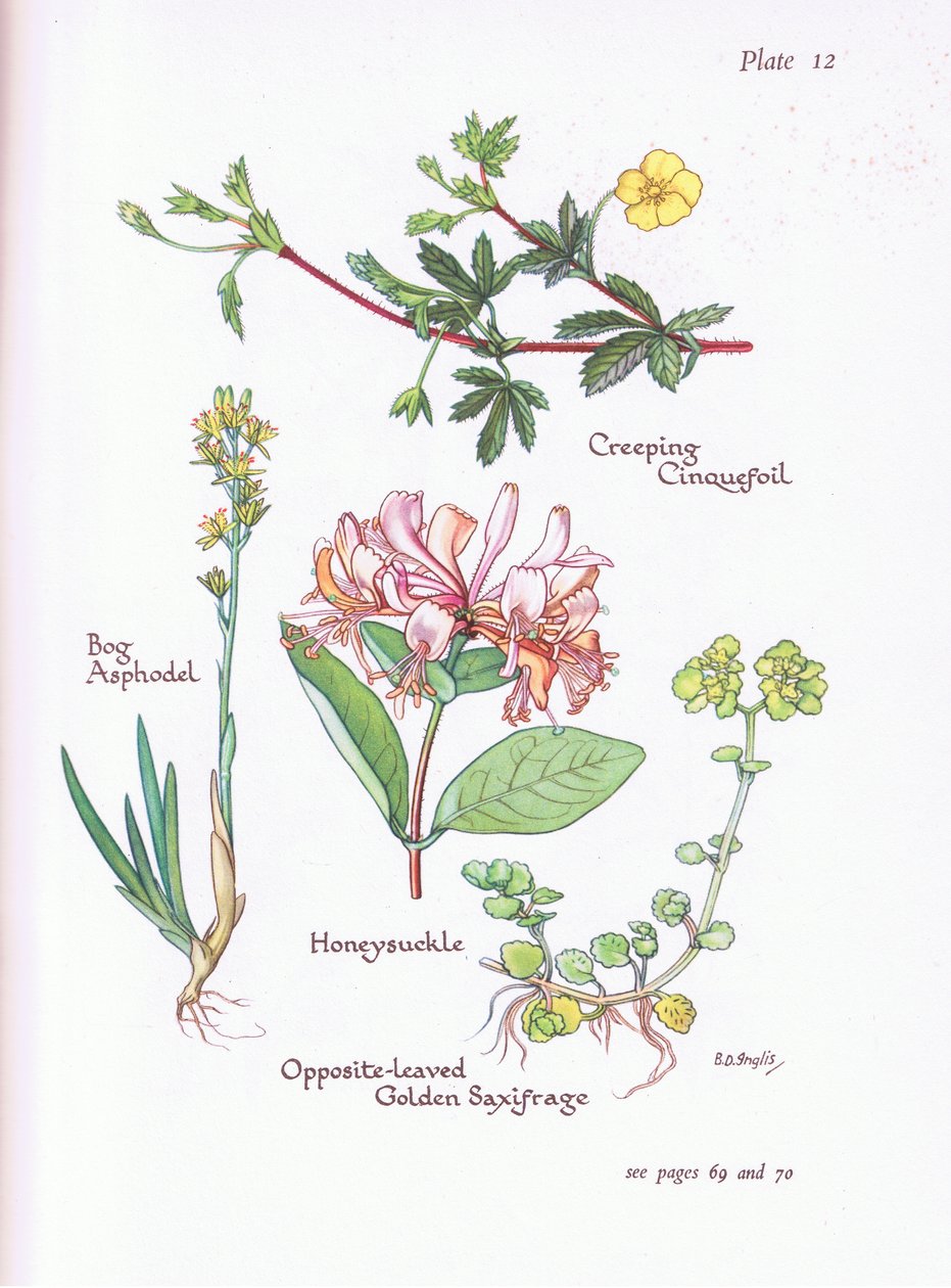 Kúszó cincér, mocsári aszfod, lonc vagy erdei szálka, szemben - Leaved Golden Saxifrage, 1951 alkotó: Bessie D. Inglis