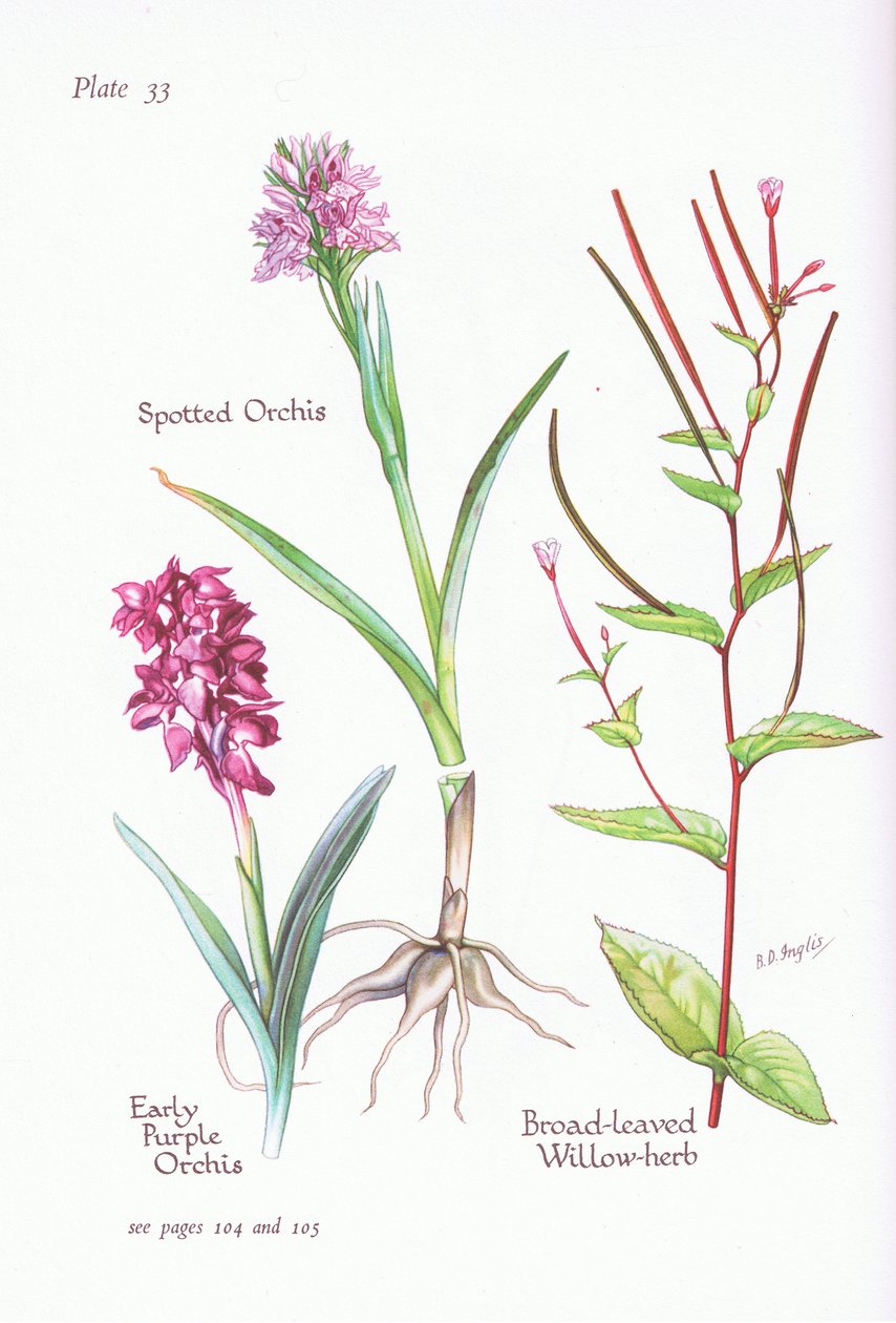 Korai lila orchidea, foltos orchidea, széles levelű fűzfű, 1951 alkotó: Bessie D. Inglis