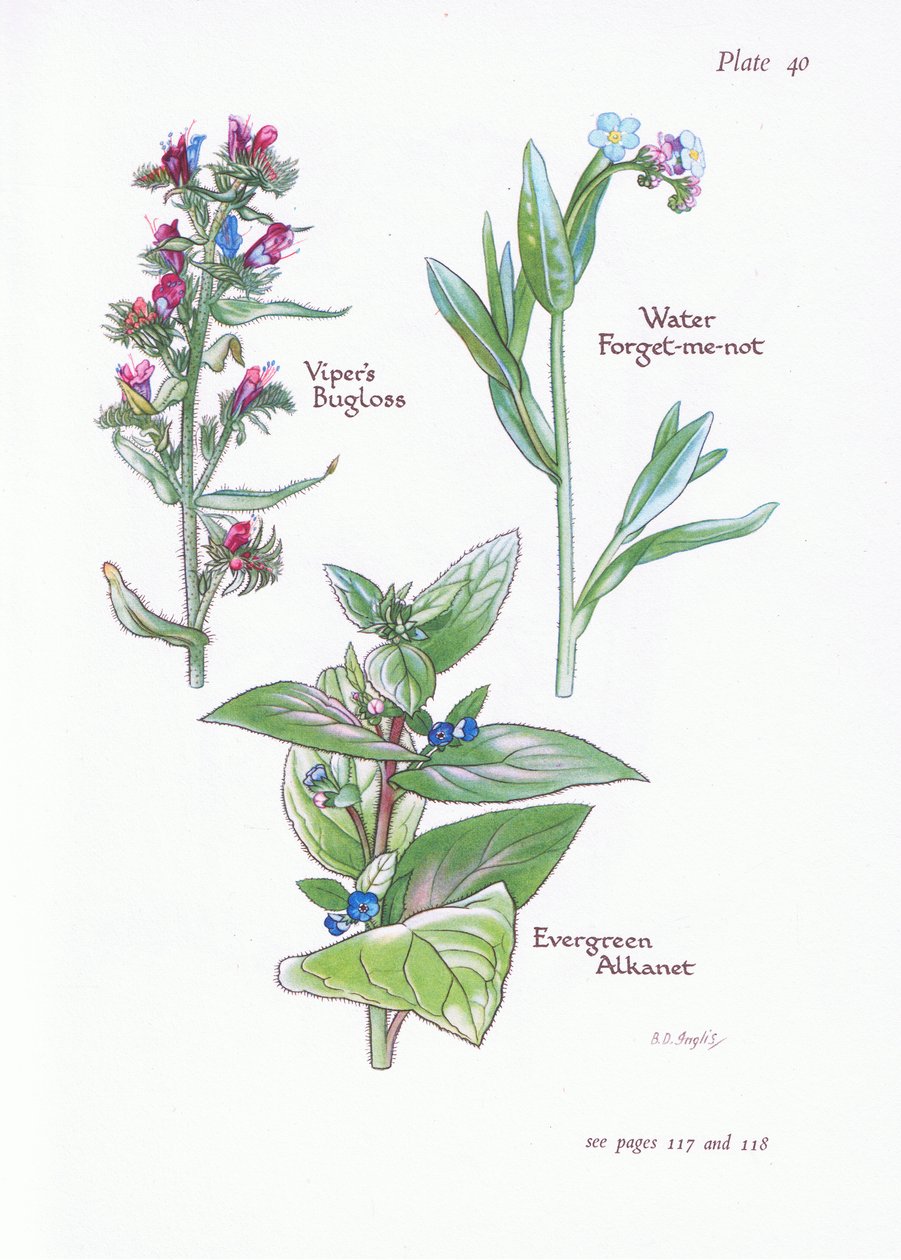 Örökzöld alkanet, Vipers Bugloss, Nefelejcs víz, 1951 alkotó: Bessie D. Inglis