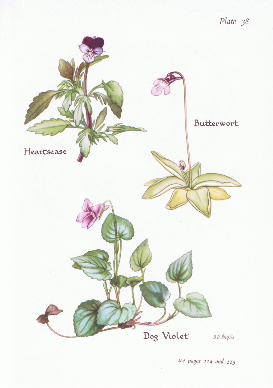 Heartsease, Dog Violet, Butterwort, 1951 alkotó: Bessie D. Inglis