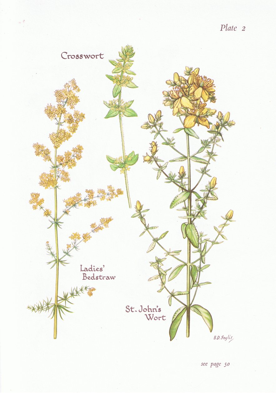 Ladies Bedstraw, Crosswort, St Johns Wort, 1951 alkotó: Bessie D. Inglis