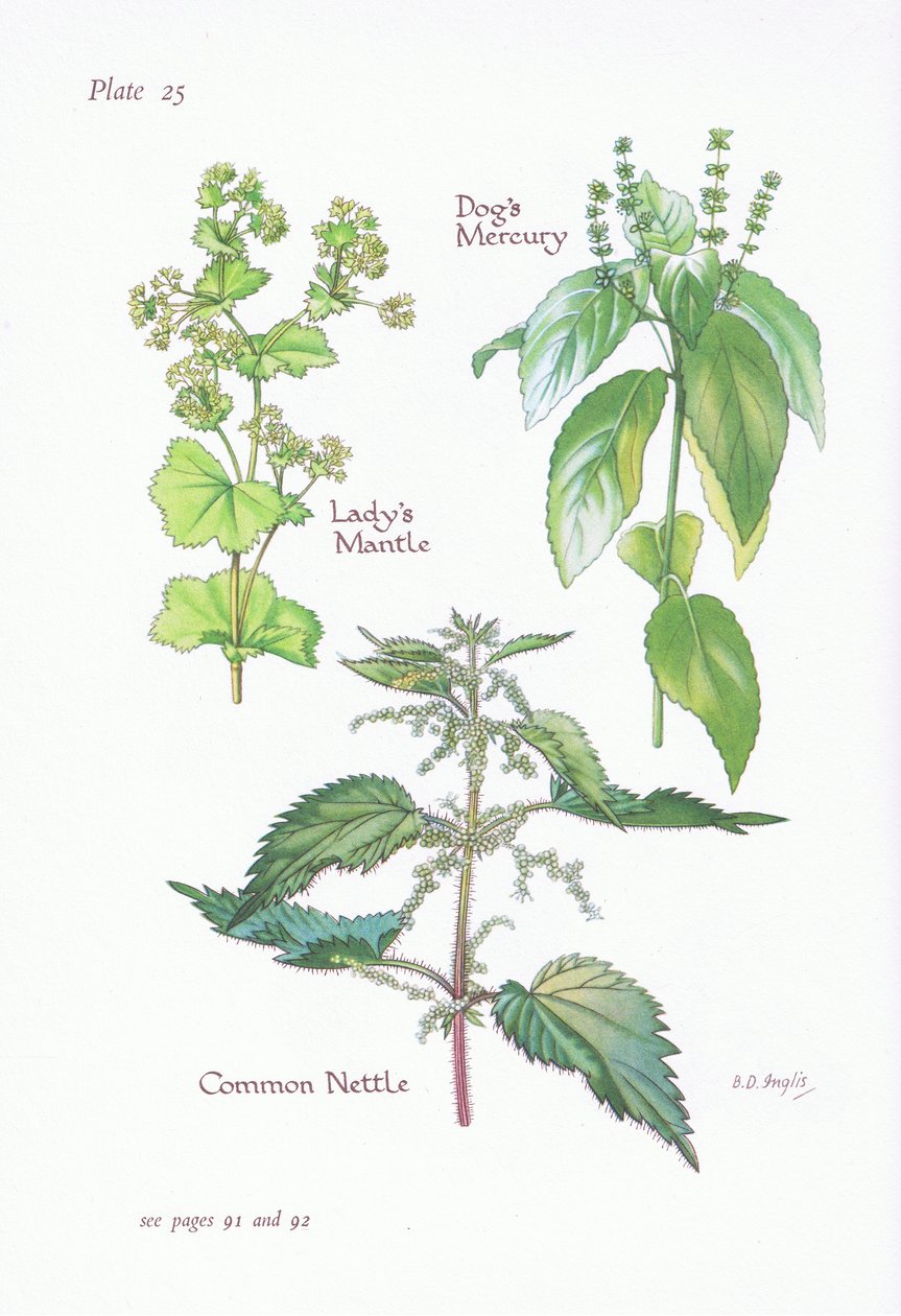 Ladys Mantle, Dogs Mercury, Csalán, 1951 alkotó: Bessie D. Inglis