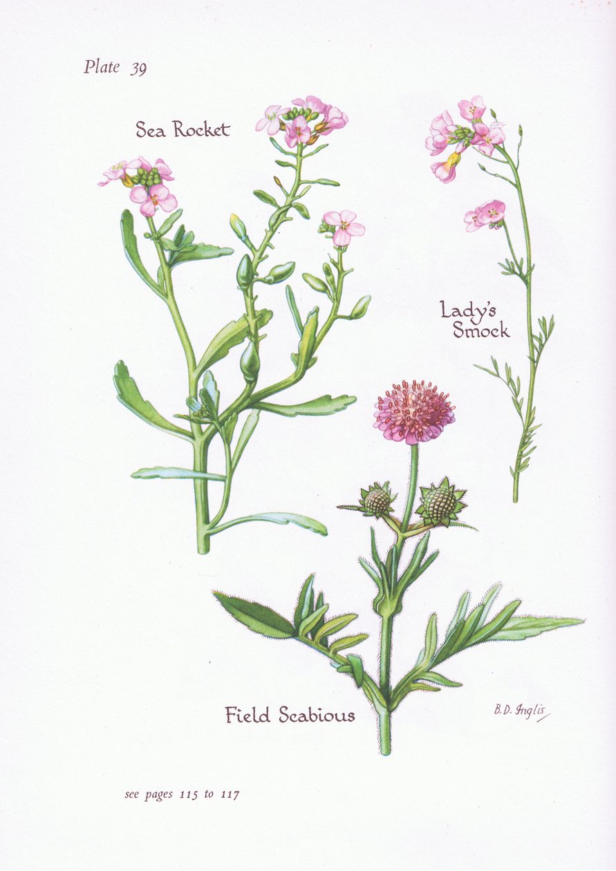Ladys smock vagy kakukkvirág, mezei scabious, tengeri rakéta, 1951 alkotó: Bessie D. Inglis