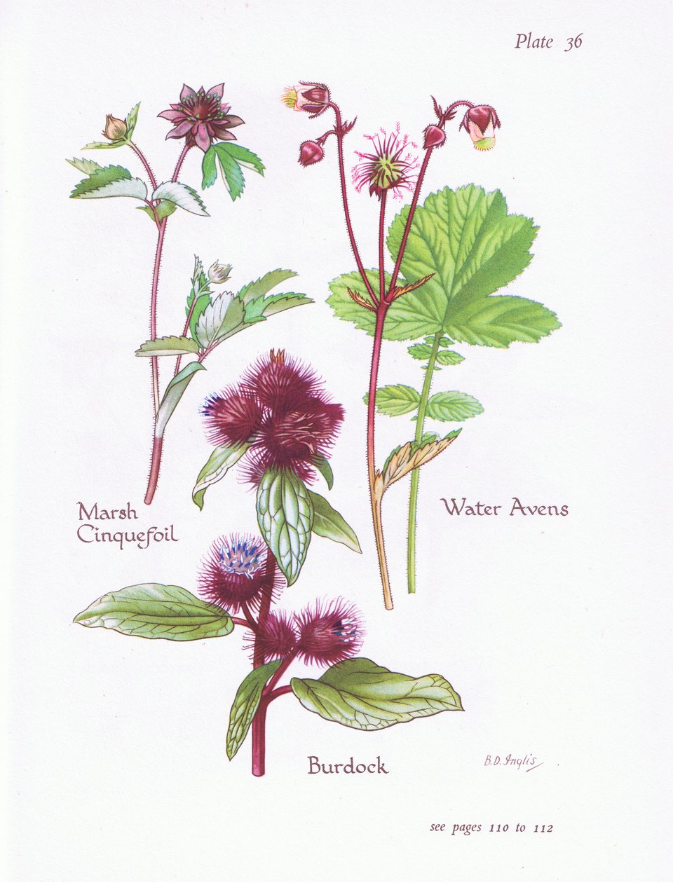 Marsh Cinquefoil, Bojtorján, Water Avens, 1951 alkotó: Bessie D. Inglis