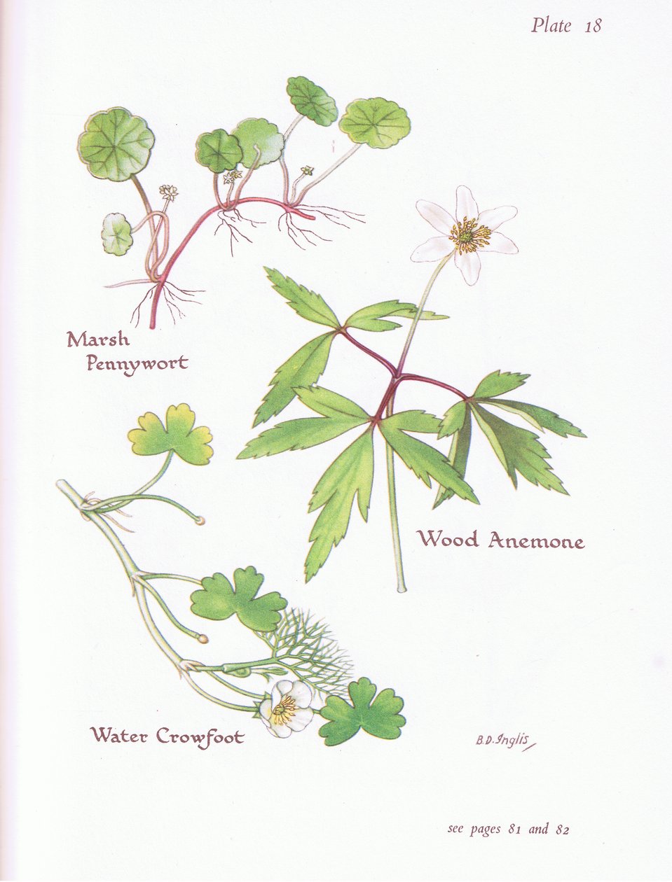 Marsh Pennywort, Erdei kökörcsin, Vízi varjúláb, 1951 alkotó: Bessie D. Inglis