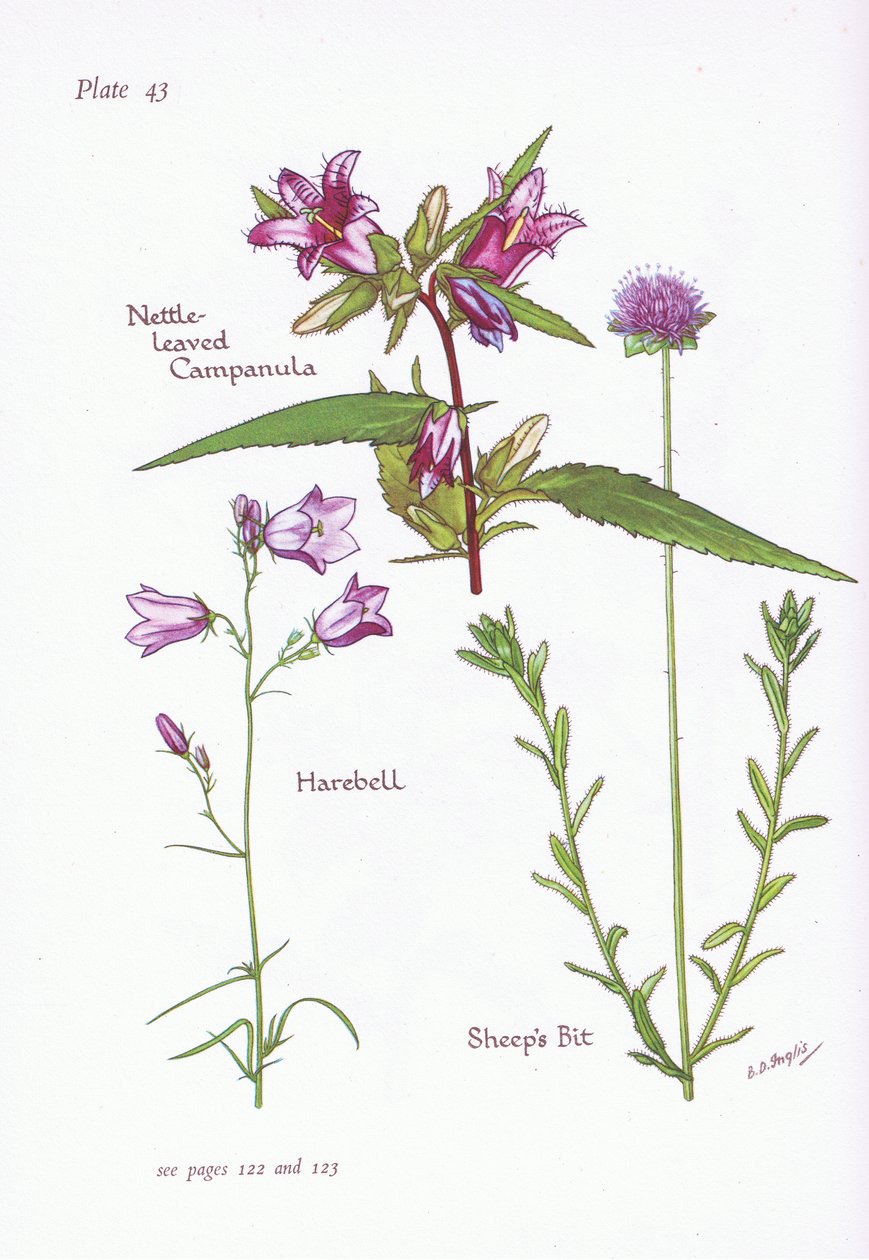 Csalánlevelű Campanula, Harebell, Sheeps Bit, 1951 alkotó: Bessie D. Inglis