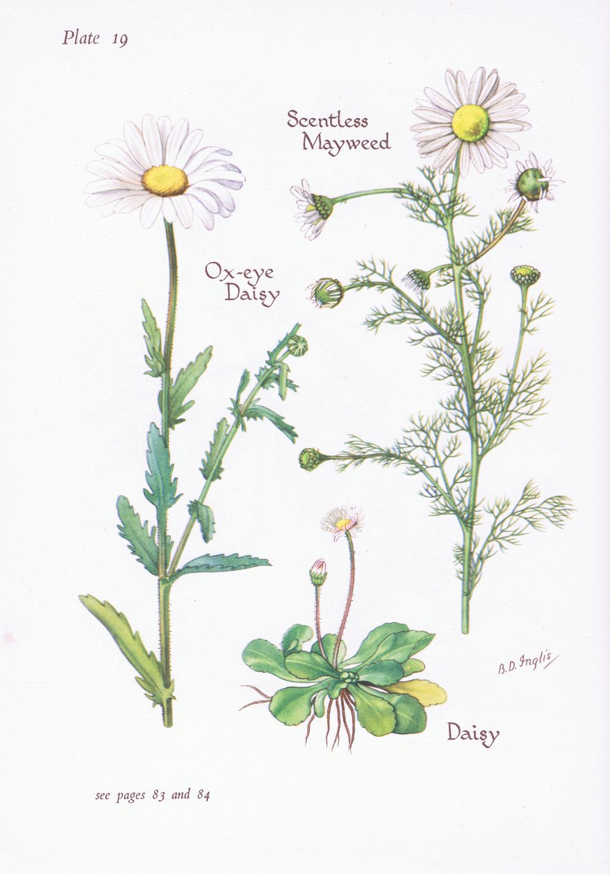 Illattalan Mayweed, Daisy, Ox-Eye Daisy, 1951 alkotó: Bessie D. Inglis