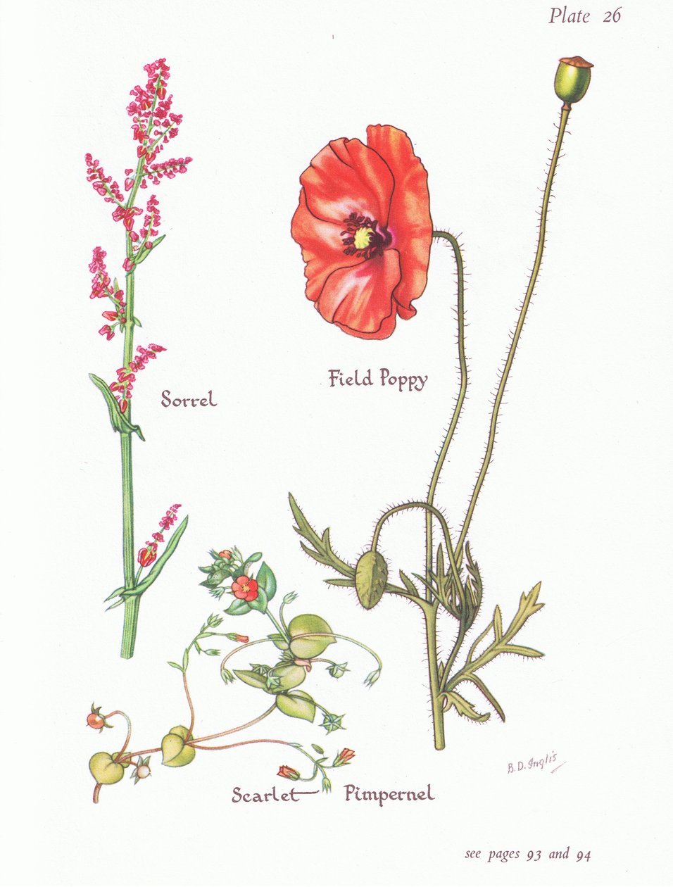 Sóska, Scarlet Pimpernel, Mák, 1951 alkotó: Bessie D. Inglis