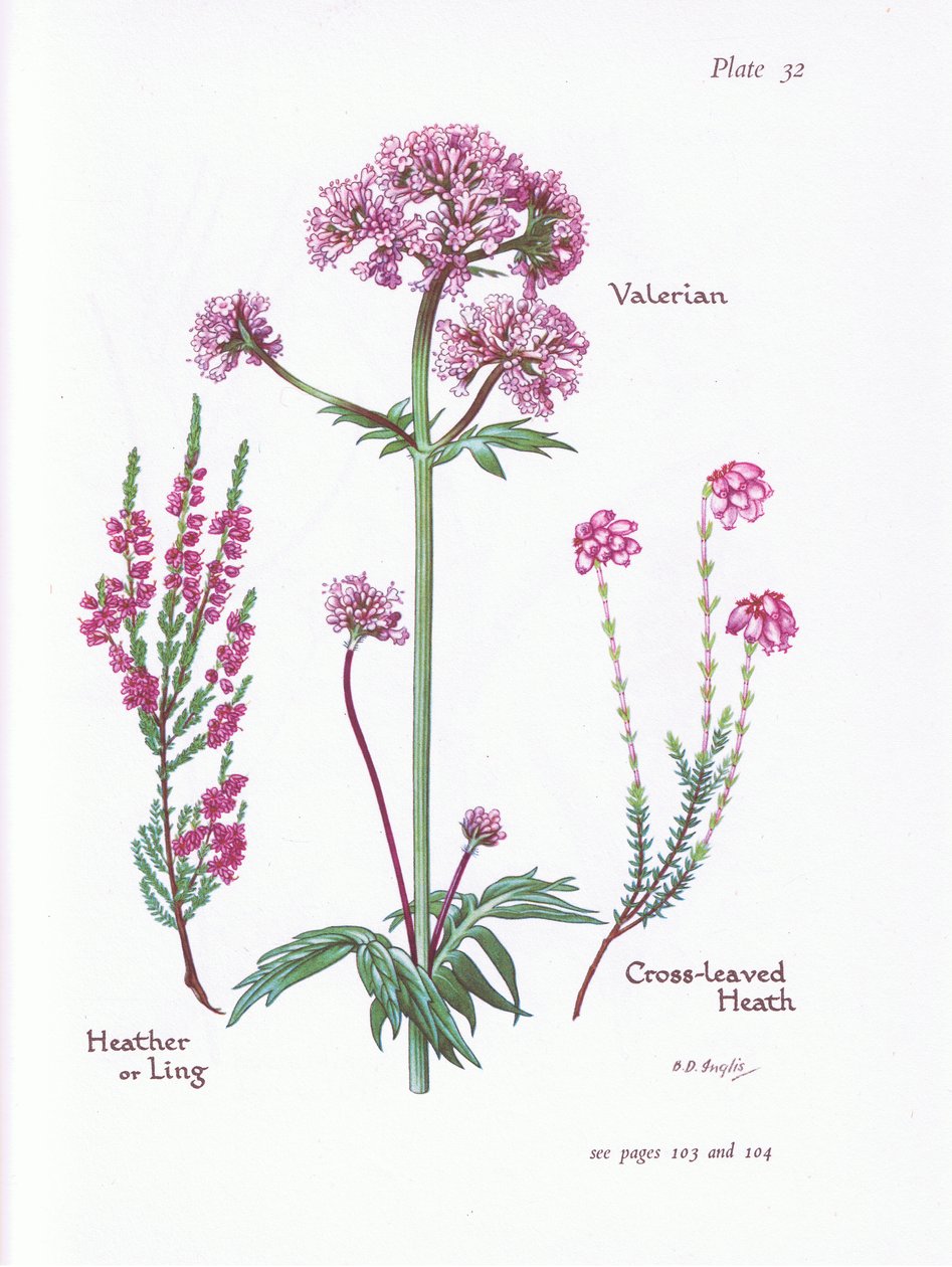 Valerian, Heather vagy Ling, Cross Leaved Heath, 1951 alkotó: Bessie D. Inglis