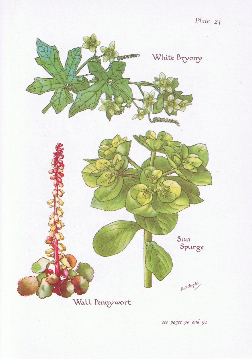White Bryony, Sun Spurge, Wall Pennywort, 1951 alkotó: Bessie D. Inglis