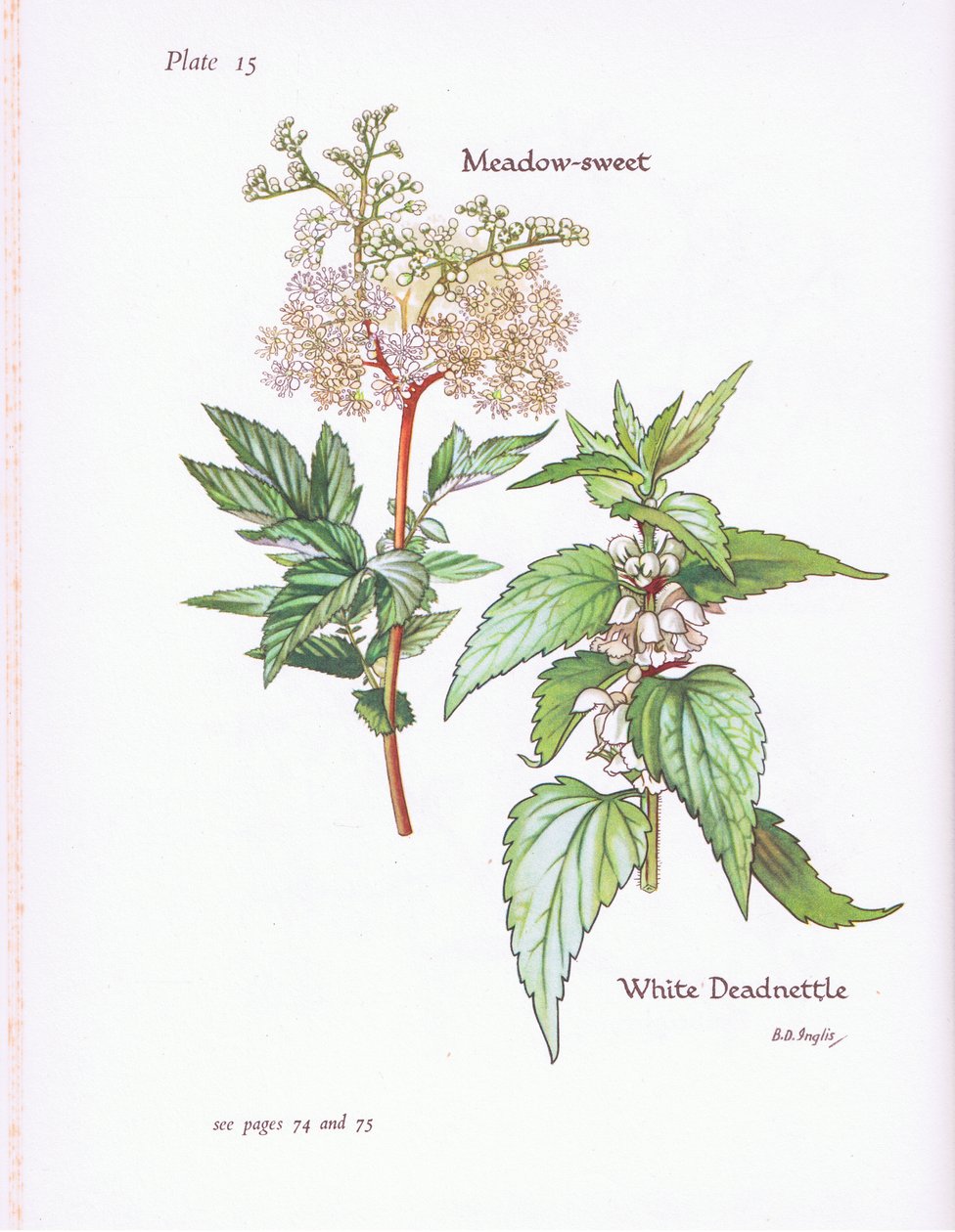 White Deadnettle, Meadow Sweet, 1951 alkotó: Bessie D. Inglis
