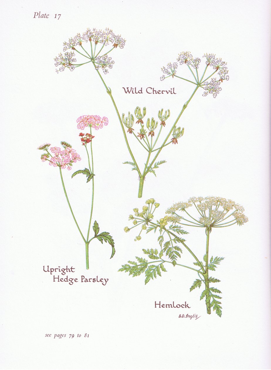Vad Chevril, Hemlock, Upright Hedge Petrezselyem, 1951 alkotó: Bessie D. Inglis