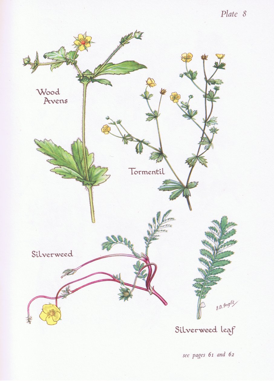 Wood Avens, Tormentil, Silverweed, 1951 alkotó: Bessie D. Inglis