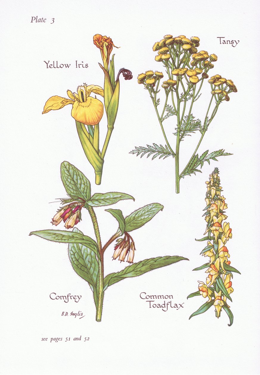 Yellow Iris, Tansy, Comfrey, Common Toadflax, 1951 alkotó: Bessie D. Inglis