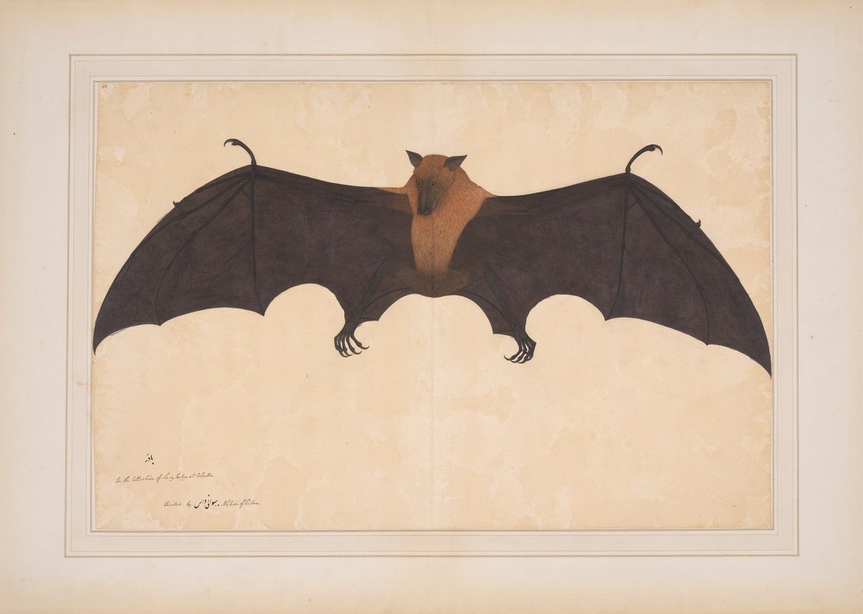 Egy nagy indiai gyümölcsdenevér vagy repülő róka (Pteropus Giganteus) alkotó: Bhawani Das