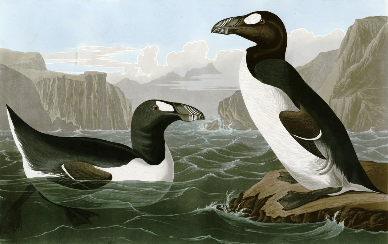 Nagy Auk alkotó: Bird Artist of America. John James Audubon