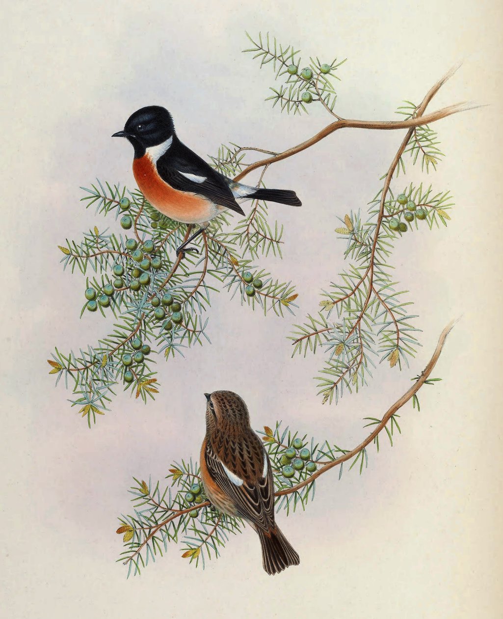 Saxicola maurus indicus, a Juniperus formosanán. Ázsia madaraiból (John Gould), 4. kötet alkotó: BirdsAsiaJohnGoIVGoul_0144.jpg