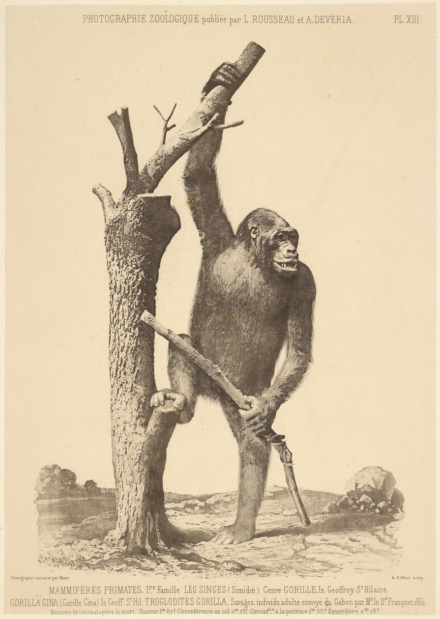 [Gorilla] alkotó: Bisson Frères