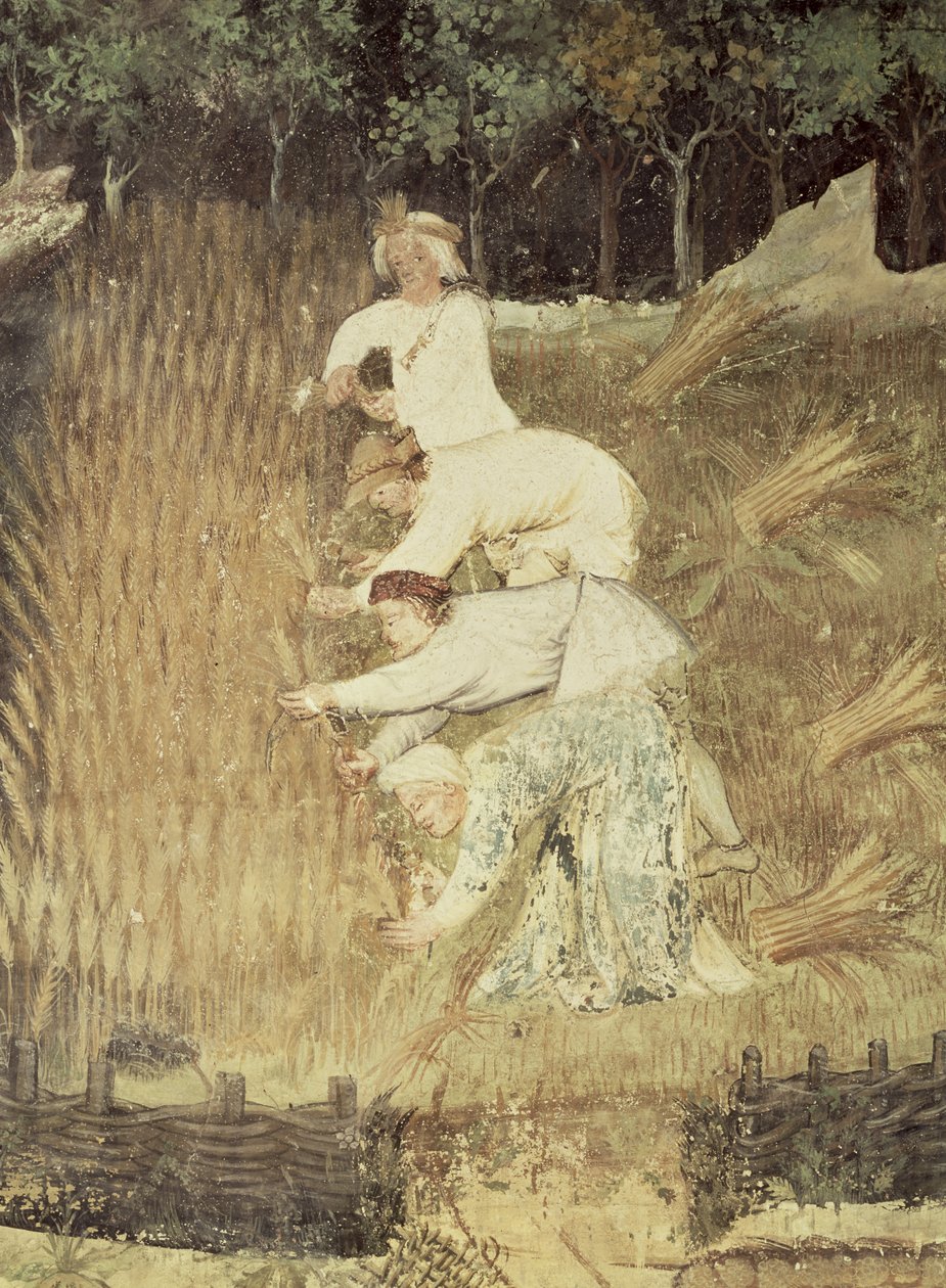 Augusztus hónap, részlet a betakarításról, 1400 körül alkotó: Bohemian School