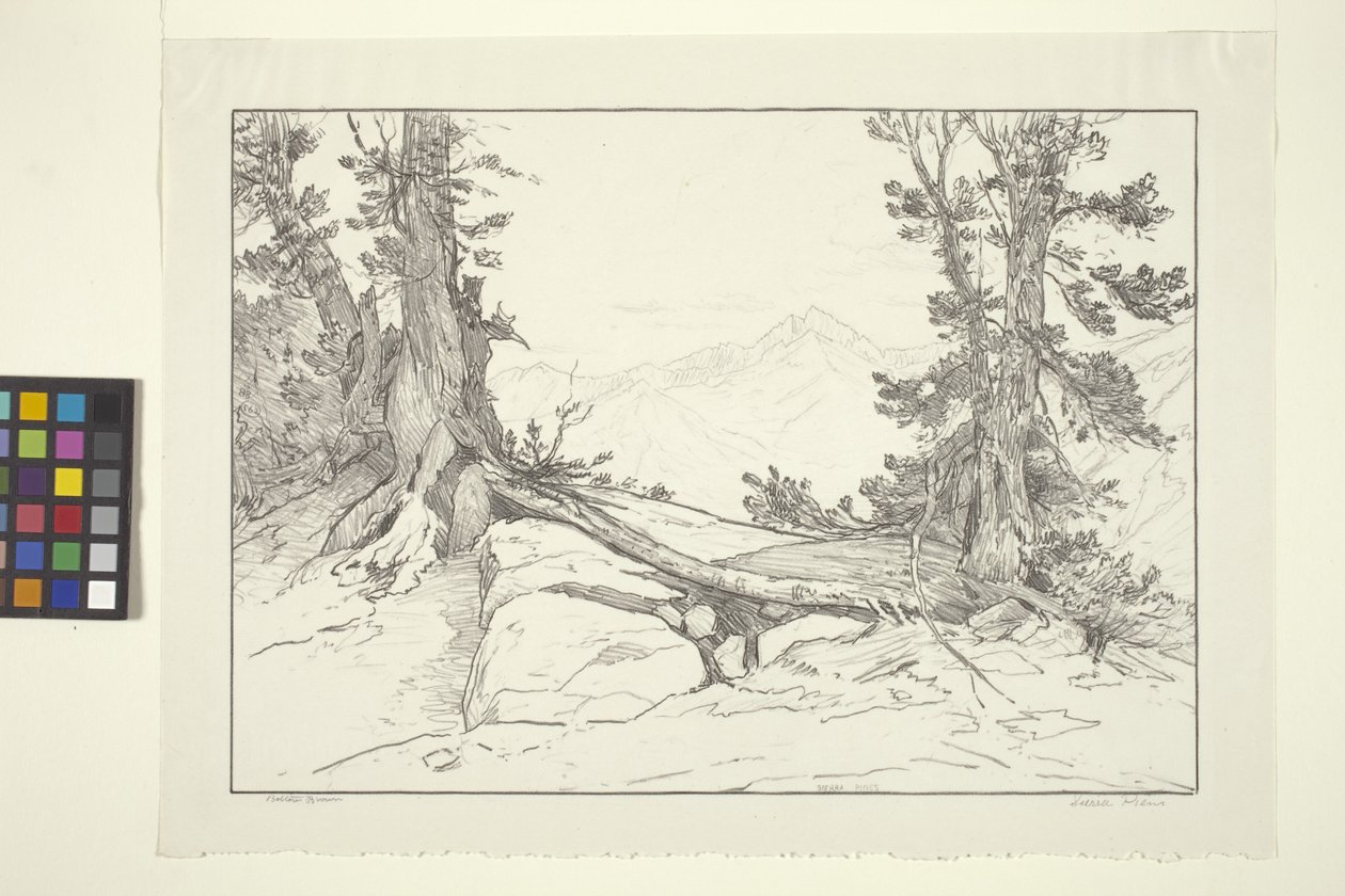 Sierra Pines (tinta papíron) alkotó: Bolton Coit Brown