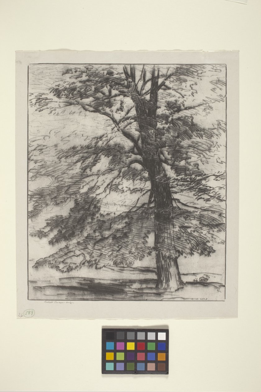 Sugar Maple (tinta papíron) alkotó: Bolton Coit Brown