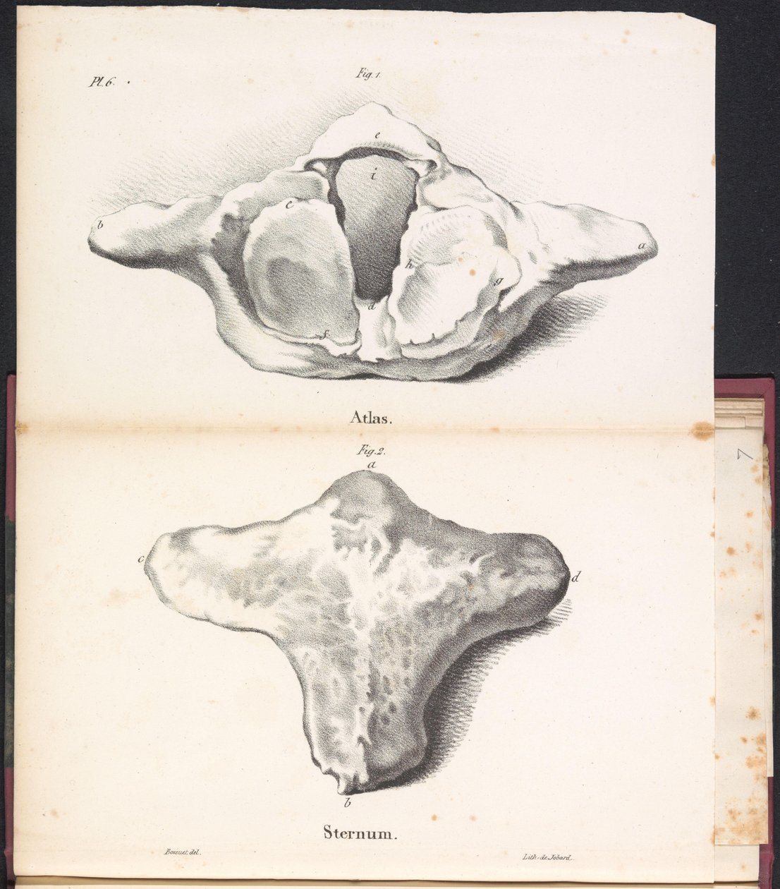 A bálna atlasza és szegycsontja, 1827 Atlasz / Szegycsont (cím a tárgyon) alkotó: Bossuet