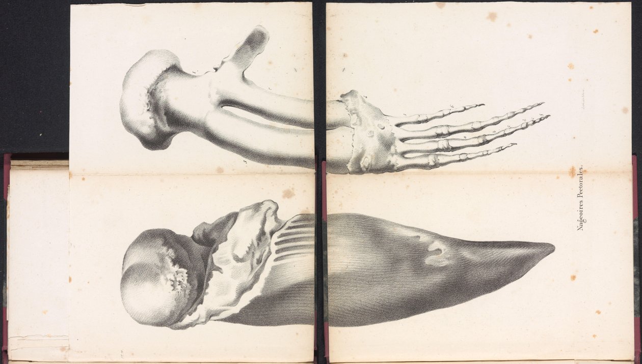 A bálna mellúszói, 1827 Nageoires Pectorales (cím a tárgyon) alkotó: Bossuet