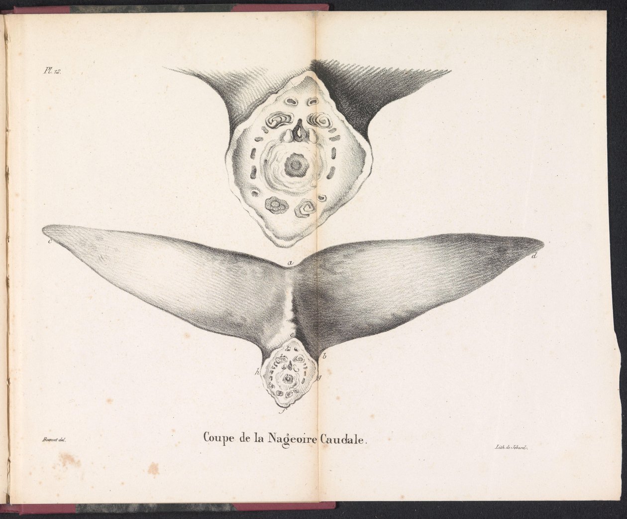 A bálna farokúszójának keresztmetszete, 1827 Coupe de la Nageoire Caudale (cím a tárgyon) alkotó: Bossuet