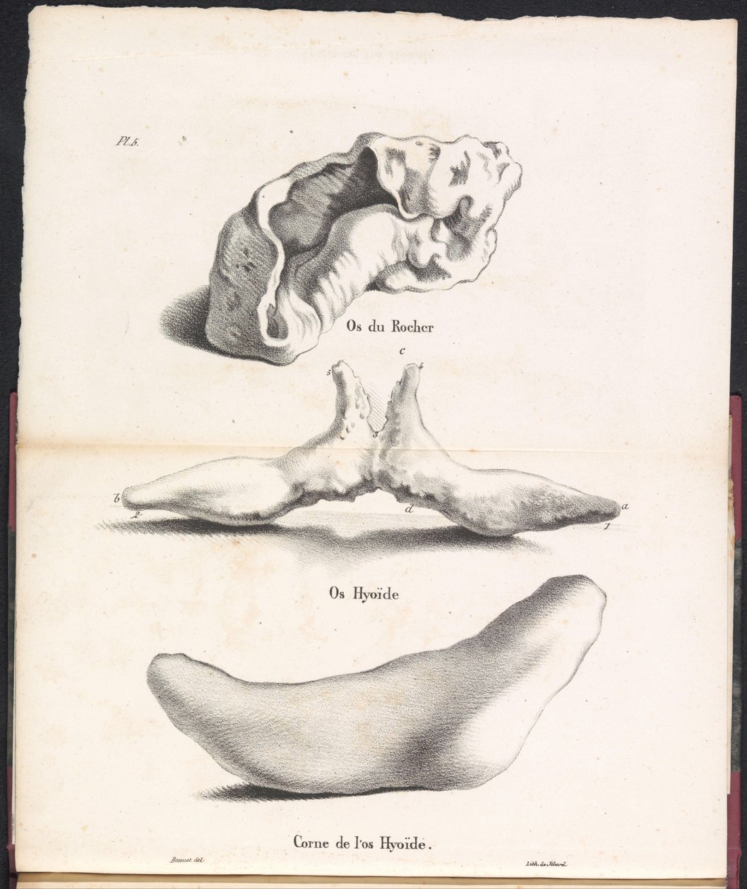 A bálna hasüregcsontjának három része, 1827 Os du Rocher / Os Hyoid / Corne de l
