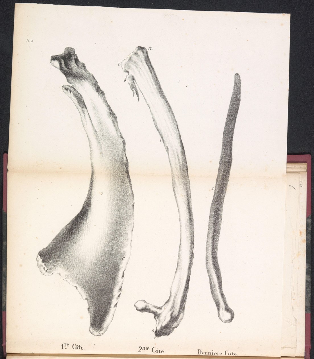 A bálna három bordája, 1827 1st Côte / 2me Côte / Derniere Côte (cím a tárgyon) alkotó: Bossuet