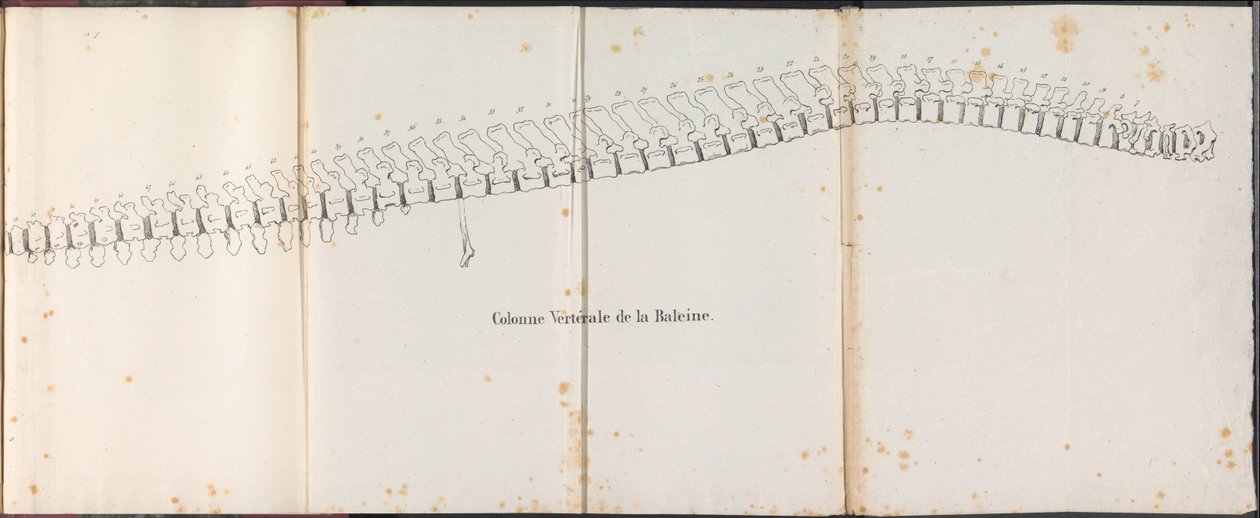 A bálna gerince, 1827 Colonne Vertébrale de la Baleine (cím a tárgyon) alkotó: Bossuet