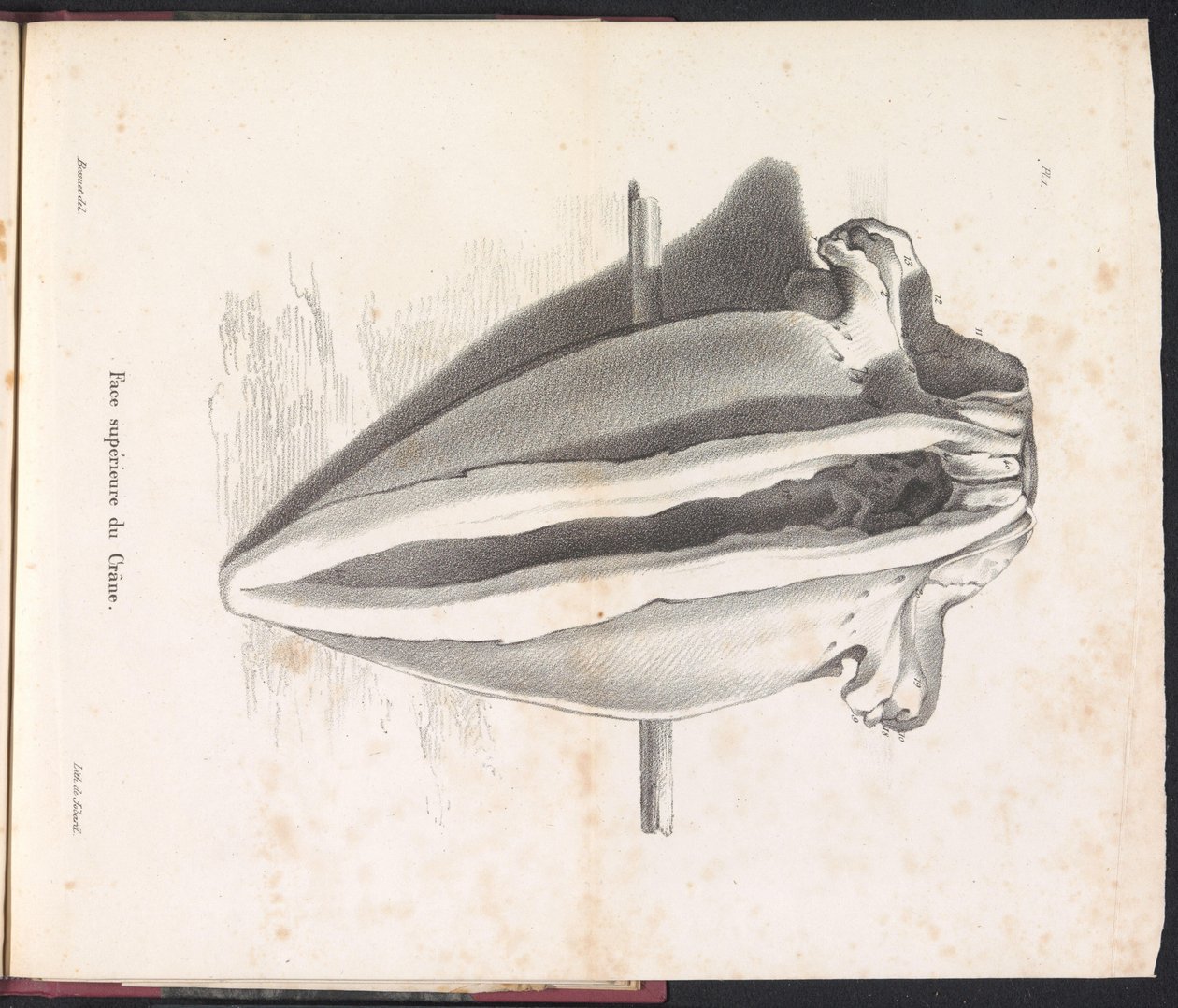 Bálnakoponya, 1827 Face supérieure du Crâne (cím a tárgyon) alkotó: Bossuet
