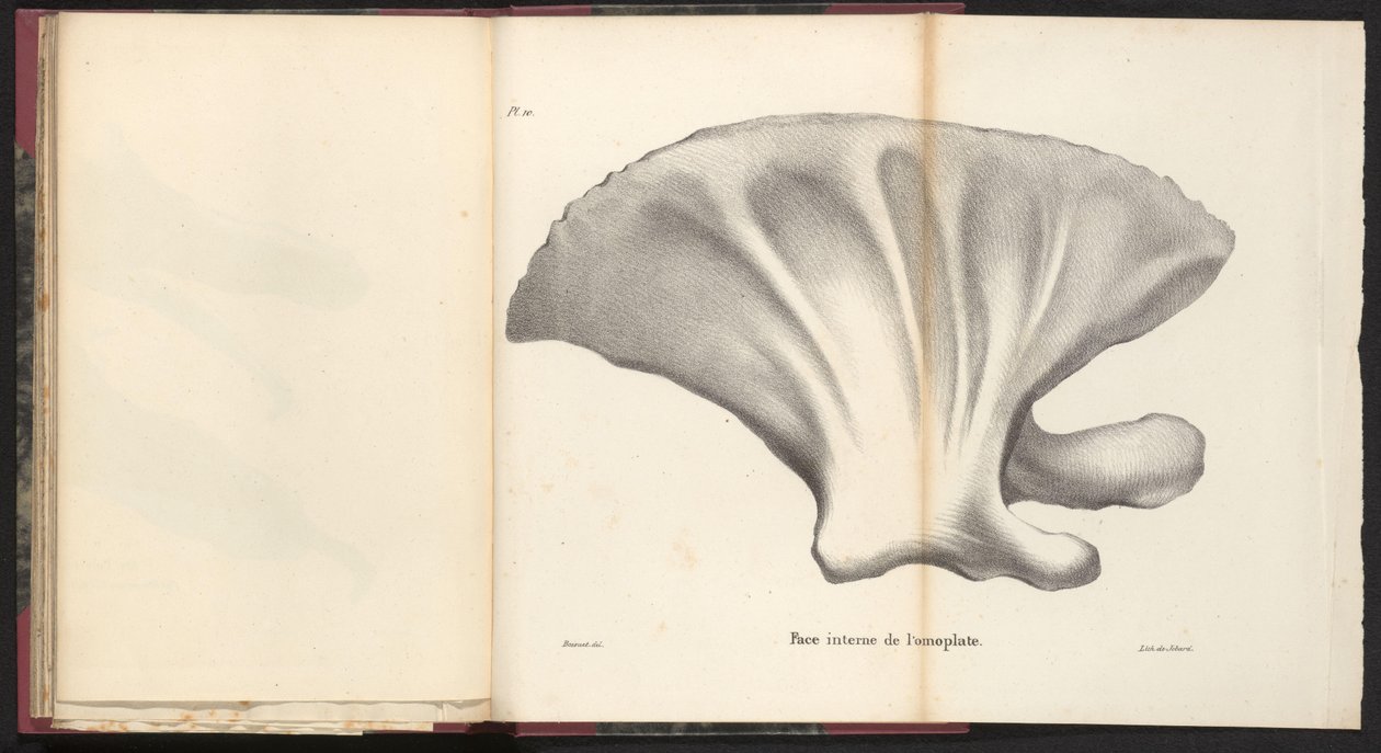 A bálna lapocka, 1827 Face interne de l