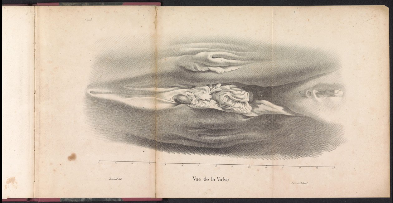 A bálna női nemi szervei, 1827 Vue de la Vulve (cím a tárgyon) alkotó: Bossuet