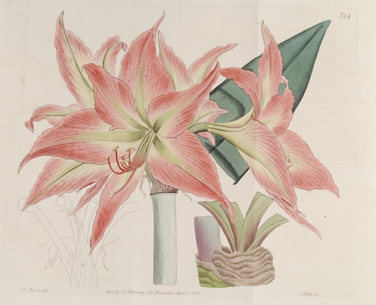Hippeastrum striatum alkotó: Botanical Register