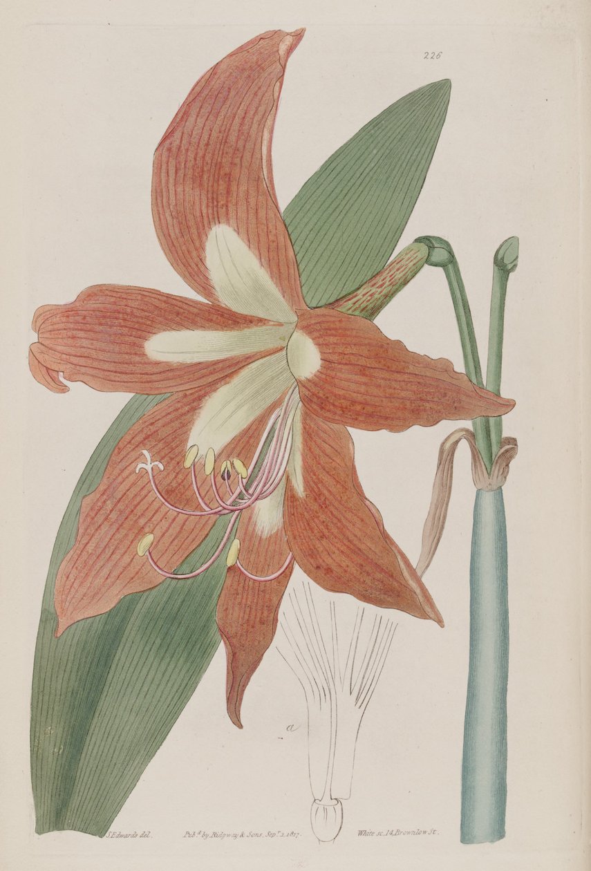 Hippeastrum striatum alkotó: Botanical Register
