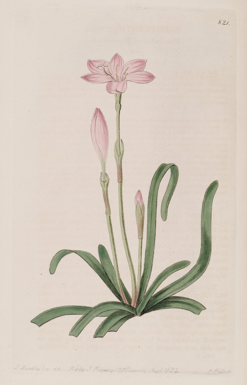 Zephyranthes rosea alkotó: Botanical Register