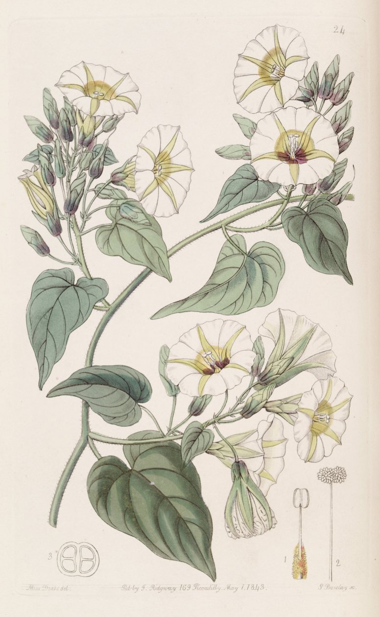 Merremia umbellata alkotó: Botanical Register