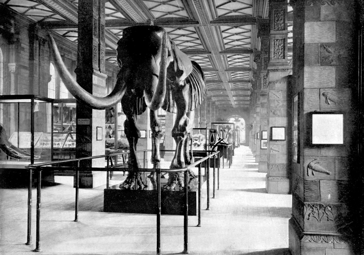 The Great Mastodon a South-East Gallery of the Natural History Museumban, South Kensington, London, 1890 alkotó: British Photographer
