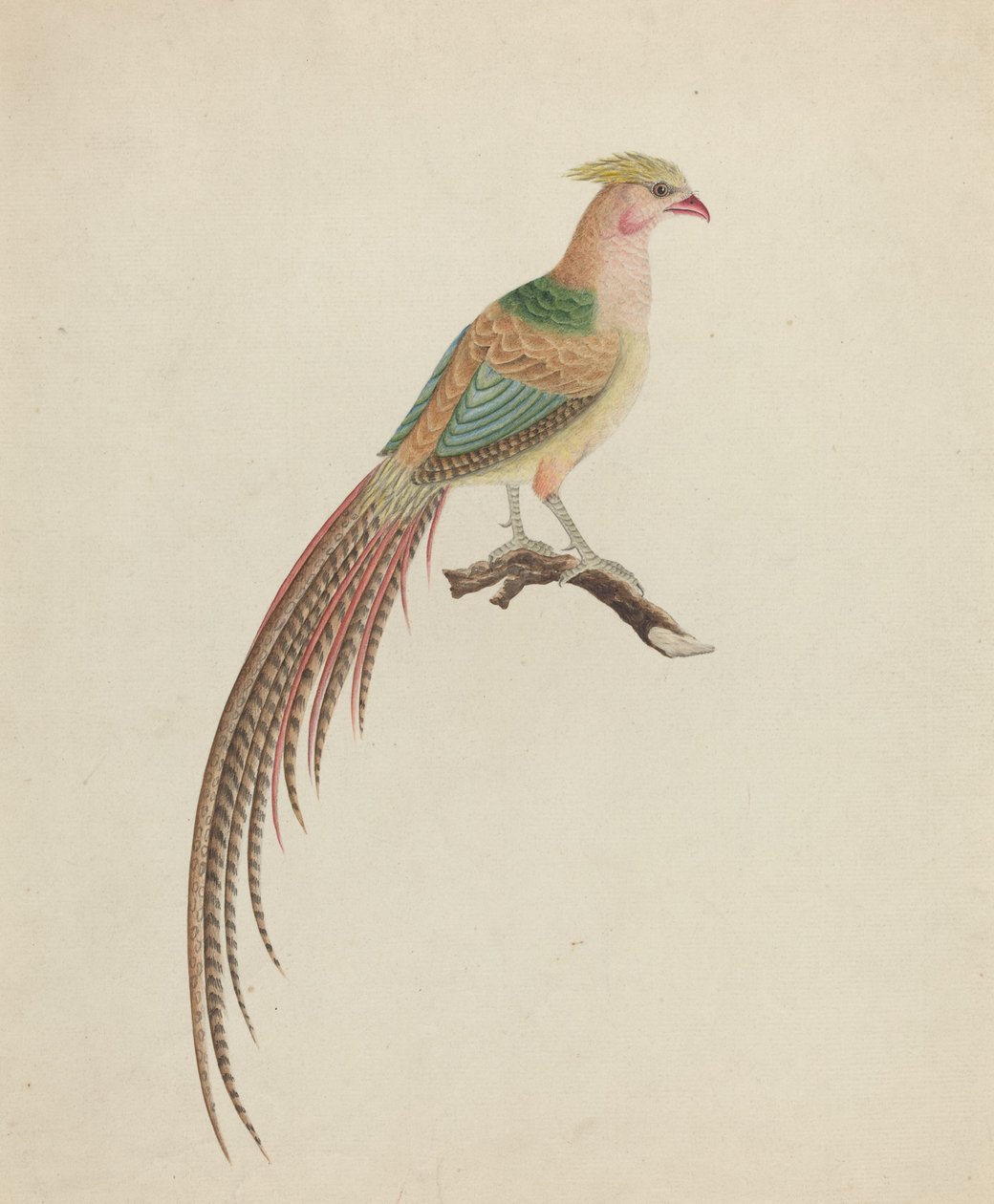 Aranyfácán (Chrysolophus pictus) alkotó: British 18th Century