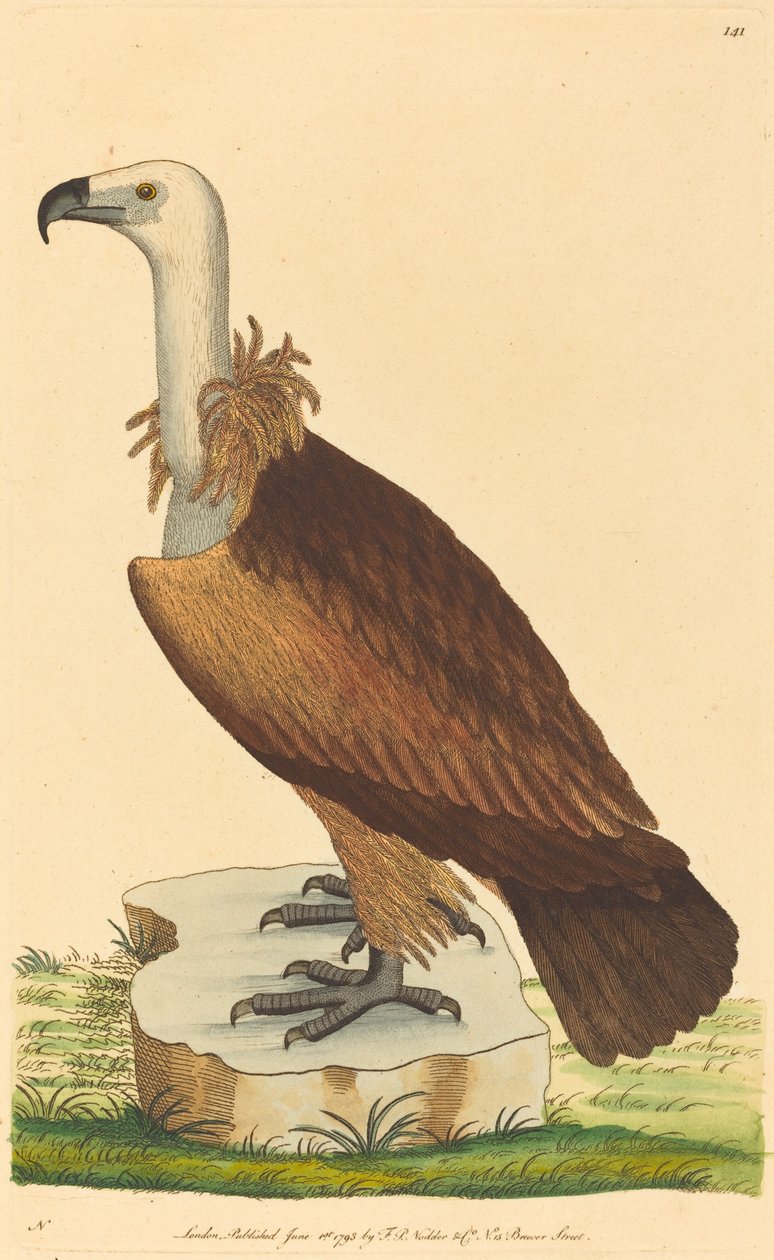 Az alpesi keselyű alkotó: British 18th Century