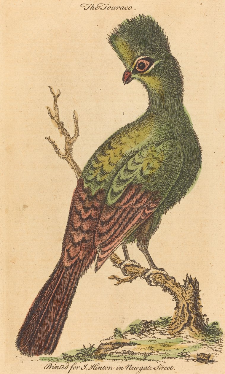 A Touraco madár alkotó: British 18th Century